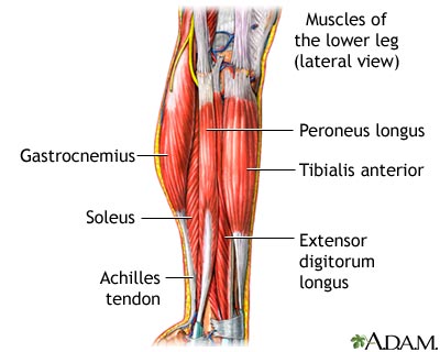 Lower Leg Muscles Lower Leg Muscles