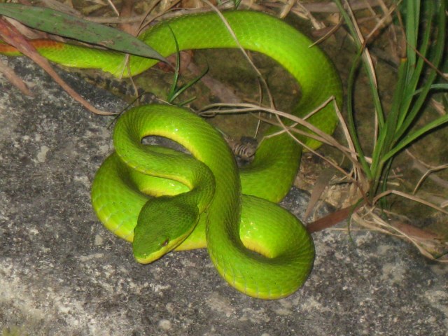 Took A Picture Of The Famous Bamboo Snake Along The Course