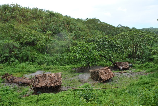 Huts Made Of Banana Leaves