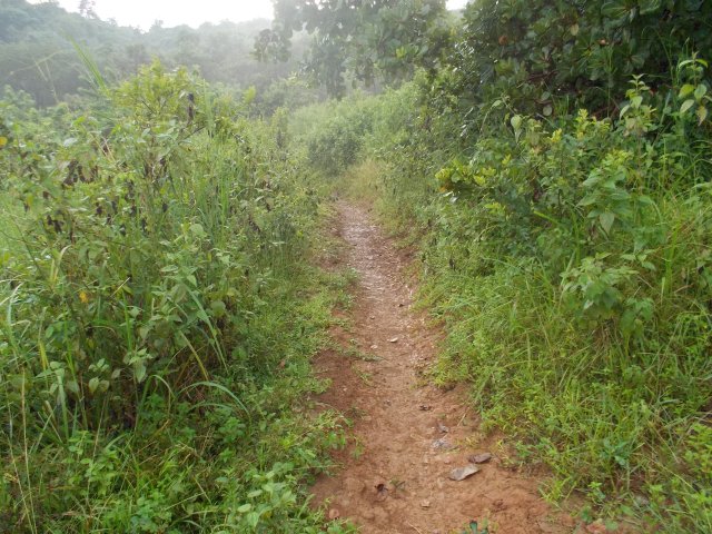 Typical Single-Track Trail In My Playground