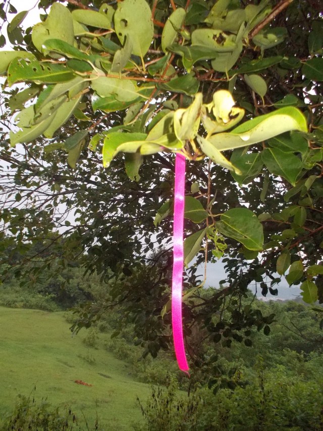 "PINK" Color Signature In My Trail Events