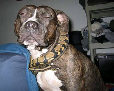 Snake On Dog (Picture From Google)