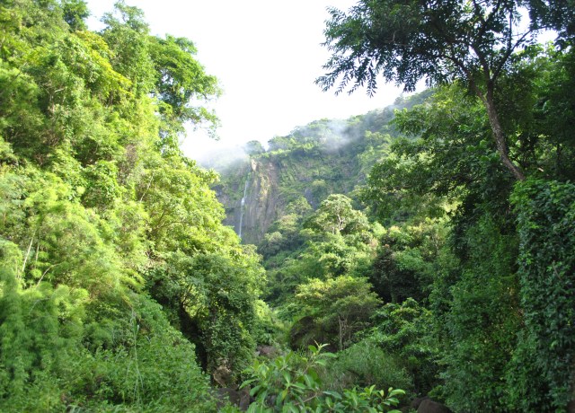 Forest Along The Route