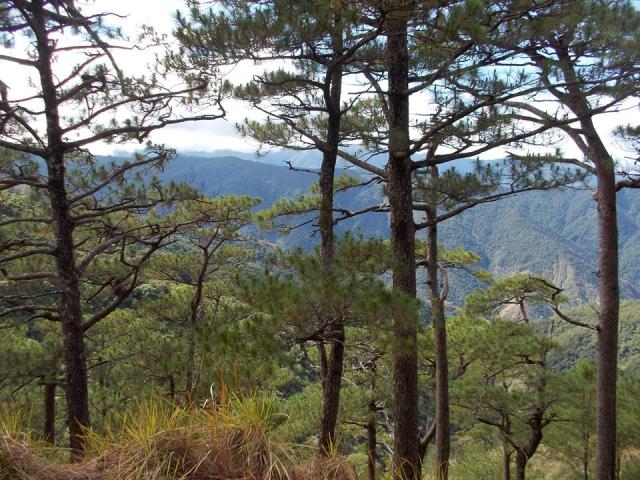 "Tapulao" Is The Local Dialect Translation For Pine Trees